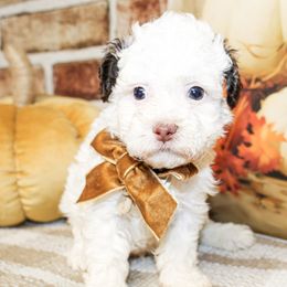 Tanner - Parti male Poodle puppy in Hugo, Oklahoma from Ann R.