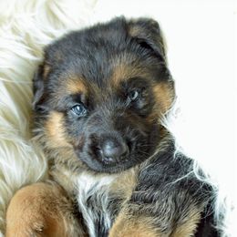 German Shepherd Puppies from VST German Shepherds