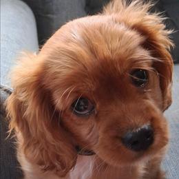 AKC Dolly - Ruby female Cavalier King Charles Spaniel puppy in Moscow Mills, Missouri from Cavaliers King Charles Spaniels at Carmen Acres Farm