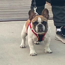 King - French Bulldog