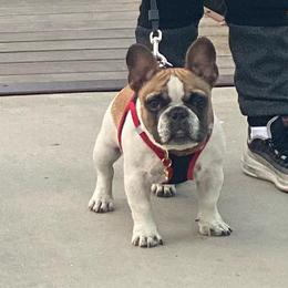 King - French Bulldog