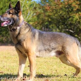 Danger - German Shepherd