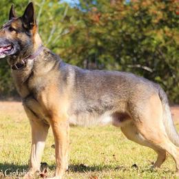 Danger - German Shepherd
