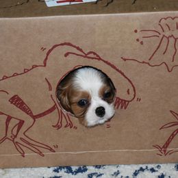 Cavalier King Charles Spaniel Puppies from Seaborne Cavalier King Charles Spaniels