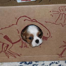 Cavalier King Charles Spaniel Puppies from Seaborne Cavalier King Charles Spaniels