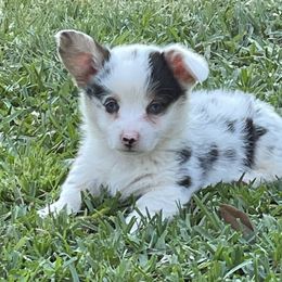 American Corgi and Pembroke Welsh Corgi Puppies from Caddeaux Corgis
