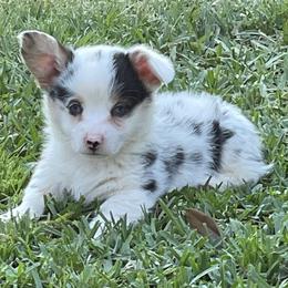 American Corgi and Pembroke Welsh Corgi Puppies from Caddeaux Corgis