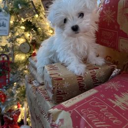 Buster - White male Maltese puppy in Asheville, North Carolina from TCBs Glowing Maltese
