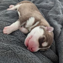 Girl 1- OPHELIA - Sable and white Siberian Husky puppy in Eagle Mountain, Utah from Justins Huskies, Aluskies and Pomskis