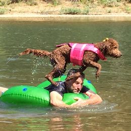 Goldendoodle All Grown Up from Daring Doodles