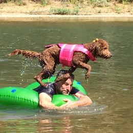 Goldendoodle All Grown Up from Daring Doodles