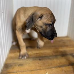 Rio - Fawn male Great Dane puppy in Hutchinson, Kansas from Dappled Danes