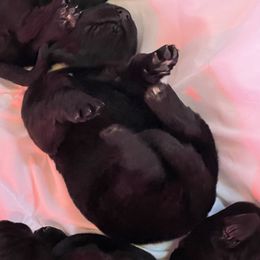 Girl 1 - Black female Newfoundland puppy in Shingletown, California from Astreas Newfoundlands