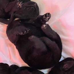 Girl 1 - Black female Newfoundland puppy in Shingletown, California from Astreas Newfoundlands