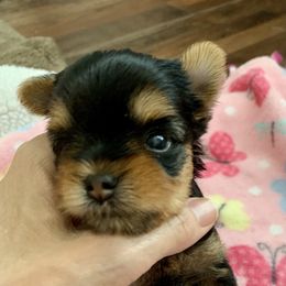 Yorkshire Terrier Puppies from PANACHE YORKIES