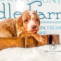 Felix - Apricot male Goldendoodle puppy in Mc Kee, Kentucky from Jackson County Doodles