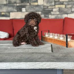 Reese - Brown female Double Doodle puppy in Millersburg, Ohio from T Sanctum