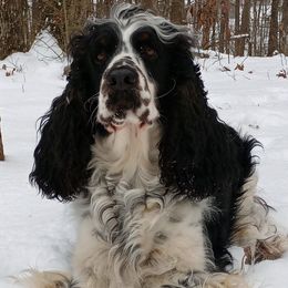 Diamond - English Springer Spaniel