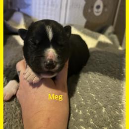 Meg - Black and white female Siberian Husky puppy in Wheeling, West Virginia from Powells Huskies