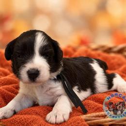 Cooper - Parti male Miniature Schnauzer puppy in Magalia, California from NorCal Schnauzers
