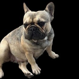 Juju - French Bulldog