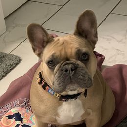 Maddie - French Bulldog