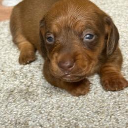 Stella - Wild boar female Dachshund puppy in Hardy, Arkansas from Tracy's Dachshunds