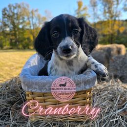Cranberry - Piebald female Dachshund puppy in Columbia, Louisiana from Diamond 5R Ranch AKC & CKC Miniature Dachshunds