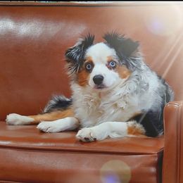 Zeya - Toy Australian Shepherd