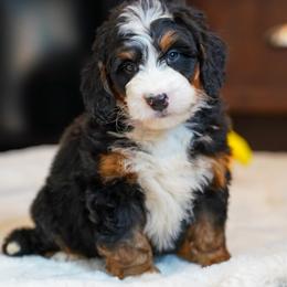 Froggy - Blue merle male Bernedoodle puppy in Dundee, Ohio from Down Home Doodle