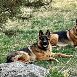 German Shepherd All Grown Up from Johnston Family German Shepherds