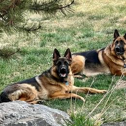 German Shepherd All Grown Up from Johnston Family German Shepherds