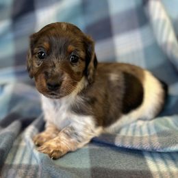 Girl 1 - female Dachshund puppy in Cobb, Wisconsin from ATR Dachshunds