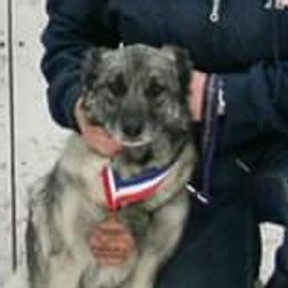 Norwegian Elkhounds from 5M KENNEL