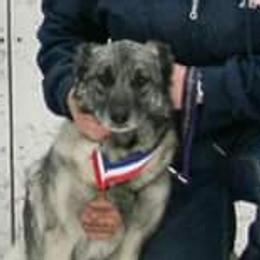 Norwegian Elkhounds from 5M KENNEL