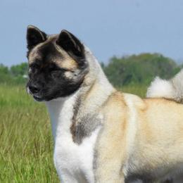 Mercy - Akita
