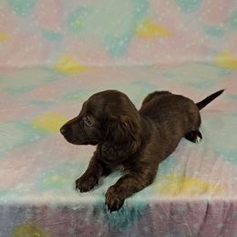 Dachshund Puppies from Newbern's Nuggets