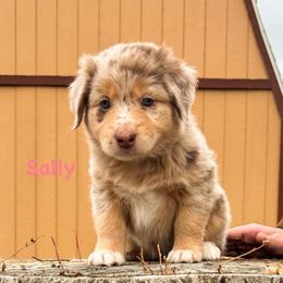 Sally - Red merle female Australian Shepherd puppy in Roy, Utah from Sage House Pups