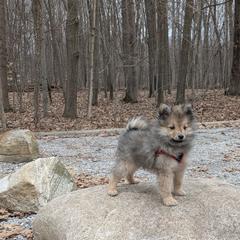German Spitz Puppies from Legacy Kennels Michigan
