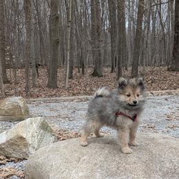 German Spitz Puppies from Legacy Kennels Michigan