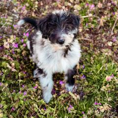 Bordoodle and Labradoodle Puppies from Howdy Doodles