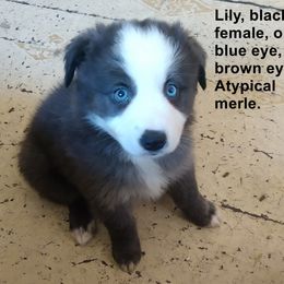 Miniature Australian Shepherd Puppies from Midnitestar Aussies and Training