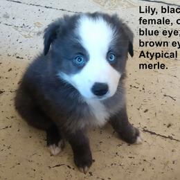 Miniature Australian Shepherd Puppies from Midnitestar Aussies and Training