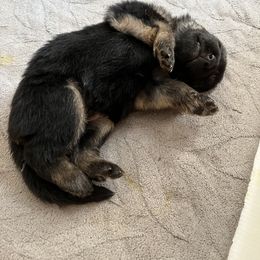 German Shepherd Puppies from Gems German Shepherd Dog Puppies