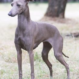 Aisha - Italian Greyhound