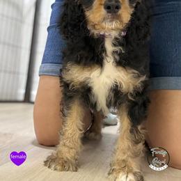 Miss Purple - Black white and tan female Springerdoodle puppy in Kendall, New York from Family Raised Doodles