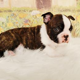 Boston Terrier Puppies from Our Gang Bostons