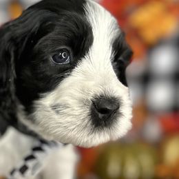 Alder - Black and white Cockapoo puppy in Roseville, California from Darby Park Doodles
