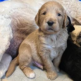 Oak - Apricot male Goldendoodle puppy in Kansas City, Missouri from Beary GoldenDoodles