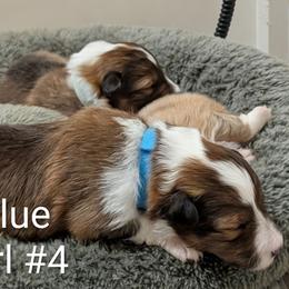 Liberty - Sable merle and white female Shetland Sheepdog puppy in Waynesville, Georgia from Hawks Acres Shelties